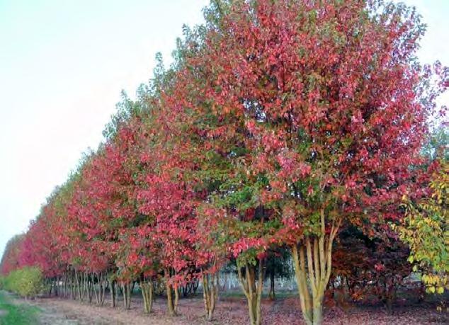 HOTSPOTS UITGNGSPUNTEN PRIMIRE HOTSPOTS opvallende beplanting meerstammige bomen stimuleren van