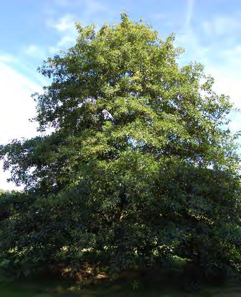 plaats (afstemming soort op standplaats) Quercus