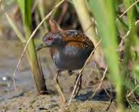 Kerngebieden voor weide- en akkervogels Brabants Landschap is vertegenwoordigd in de Stichting ZeeBra.