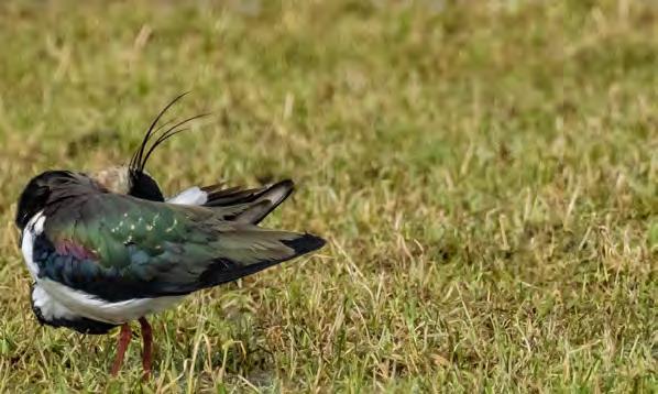 Vrijwillige weide- & akkervogelbescherming in