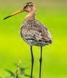 Vrijwillige weide- & akkervogelbescherming in Noord-Brabant Daarover leest