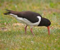 Daarom is de groep van plan om een aantal nieuwe bedrijven te benaderen voor deelname. Dit geeft de weidevogelbeschermers in Etten-Leur weer hoop voor de toekomst.