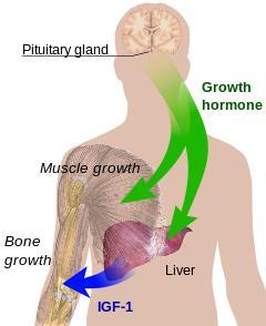 Functie groeihormoon Groei en deling lichaamscellen, vooral van bot en spieren.