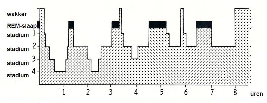 Het hypnogram van een jonge volwassene. De trias van slaap is 1. diepe slaap in het begin 2. lichte slaap aan het eind en 3.