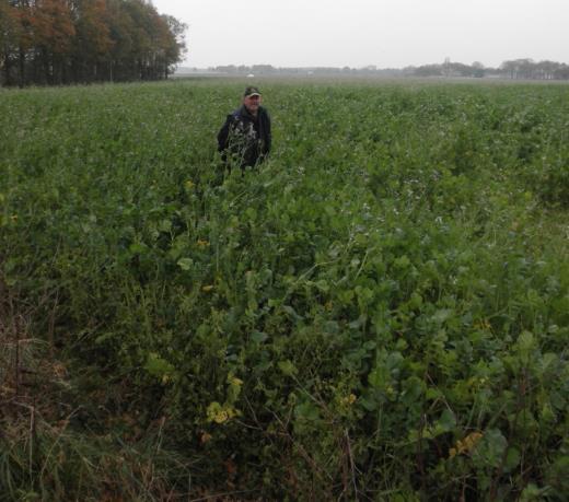 Figuur 2. Bladrammenas op zandgrond in november. De meeste kans van slagen heeft een groenbemester die vóór 1 oktober is gezaaid. 4.