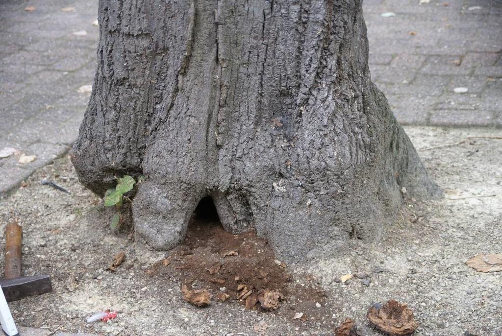 Hiervoor gaan we o.a. de groeiplaats van de bomen verbeteren.