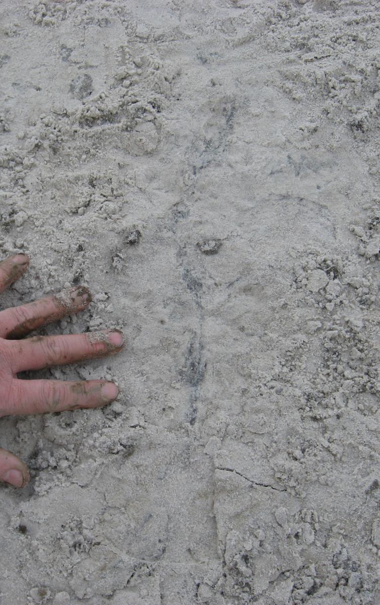 Figuur 0.2 Spoor van een kleine tunnel (mm afmetingen), zoals waargenomen in het zand direct onder een kleiafdekking in een schaalproef.