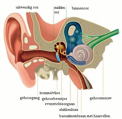 Het geluid wordt dan doorgestuurd naar het slakkenhuis waarin een vloeistof zit die de trilhaartjes in beweging zet.