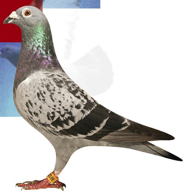 YOUNG KENZO B 5163265-09 son Kenzo 2 I.Prov. Ace pigeon ½ Fond 2009 6 Nat. Ace pigeon Y.B. LCB ½ Fond 2009 1 Momignies 144 p. 108 km 2 La Souterraine 561 p. 574 km 21 I.Prov. 2746 p. 2 Bourges 198 p.