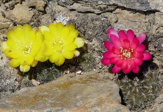 cantargalloensis op de vindplaats met 2 bloemkleuren naast elkaar - west verlopende richting naar de Cerro Mandinga.
