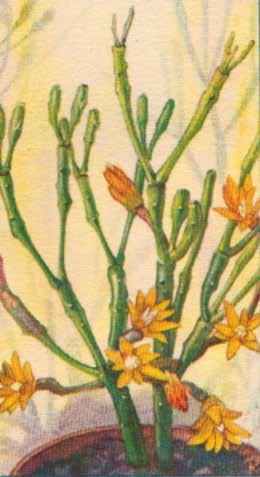 HATIORA SALICORNIOIDES DE ZEEKRAALCACTUS Theo Heijnsdijk De Zeekraalcactus (Hatiora salicornioides) uit het Zuid- Oosten van Brazilië, is een aan Rhipsalis nauw verwante plant dat ziet men dadelijk;
