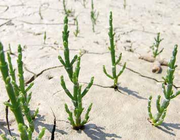 De 1 cm lange bloempjes zijn geelachtig. Deze plant groeit in natuurstaat in den bosschen anders als bij cultuur in kassen.