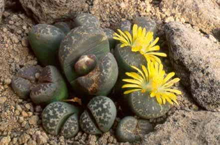 WIST JE DATJES... Lithops, ook wel bekend als levend steentje, is een van de kleinste vetplantjes. Ze zijn er in vele kleurtjes, van lichtgroen tot donkerbruin.
