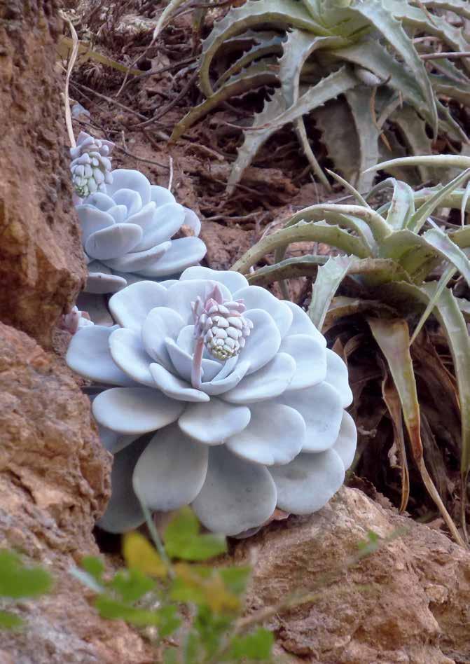 Succulenta