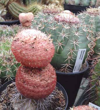 een plaats die bij een fatsoenlijke melo niet hoort (afb. 6). Maar wat is fatsoenlijk? In het Franse tijdschrift International Cactus Adventures laat José Miguel Acuña foto s zien van melo s (M.