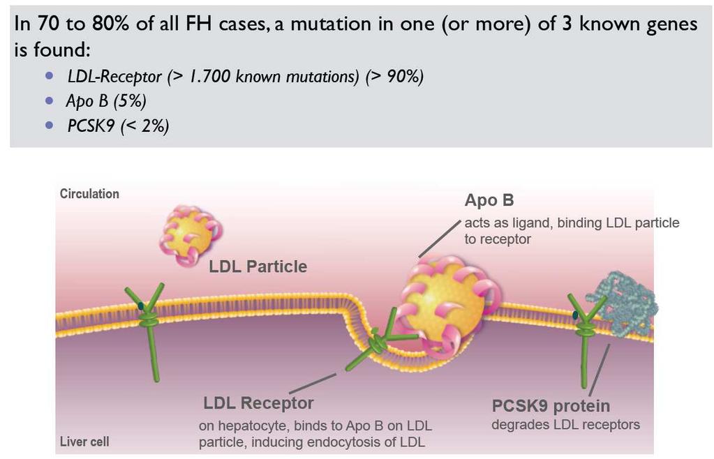 FH - Most Common Mutations Image reproduced from http://www.dls.ym.edu.
