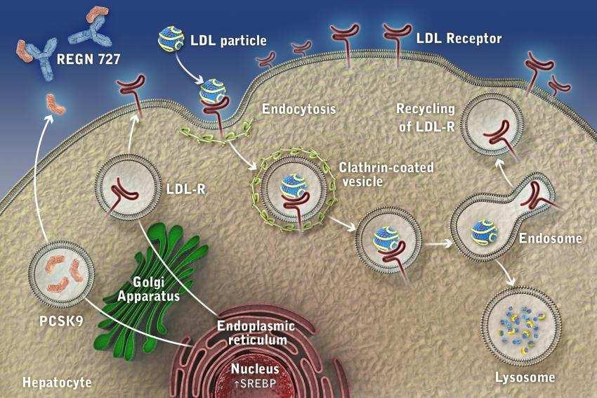 Anti-PCSK9 Moncolonal Antibodies Block LDL-R/PCSK9 Interaction and Lower LDL-C Levels For