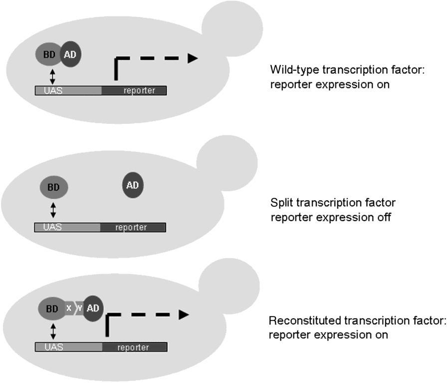 Figuur 8: Principe van de Y2H-methode. Bovenaan: Gistcel die een transcriptiefactor expresseert bestaande uit een activatie-domein (AD) en een DNA-bindend domein (BD).