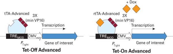 gelokaliseerd downstream van TRE, wordt in het Tet-Off systeem geactiveerd door tetracycline te verwijderen uit het cultuurmedium.