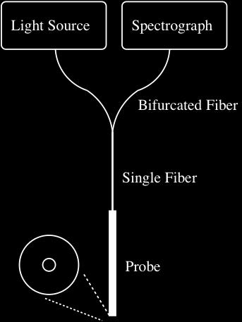 MEASUREMENT OF OPTICAL PROPERTIES Illumination and detection using fibers