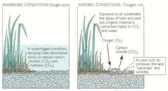 The farmland: the reason Oxidation of organic material occurs in aerobic conditions