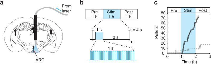 Optogenetic activation of AgRP