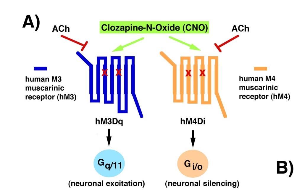 chemogenetics A strategy to bring specific neurons under control of a drug by expressing a DREADD receptor on