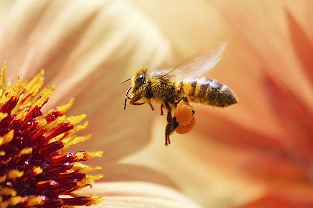 Onze geselecteerde Organic Honey is de musthave voor elke honingliefhebbber.