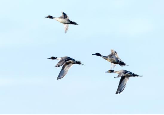 Overige waarnemingen Naast genoemde soorten en soortgroepen zijn nog diverse overige opvallende of redelijk schaarse soorten waargenomen gedurende de onderzoeksperiode.