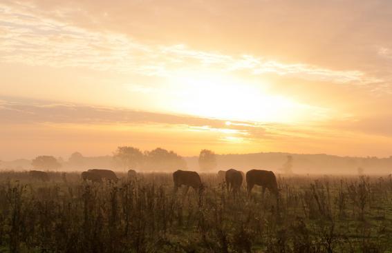 Limousin-runderen. Het (natuur-)terrein kent slechts enkele waterpartijen, zowel aan de noord- als de zuidzijde van de Meinweg.