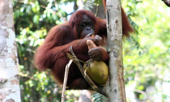 langs imponerende jungle varen tot de Abai Lodge.