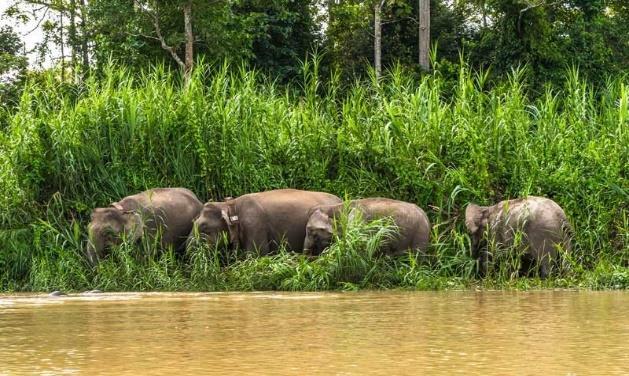 oerwoud. Deze duizendjarige wouden zijn beschermd door het WWF.