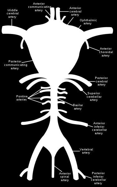 De twee a. vertebralis ontspringen uit de linker en rechter a. subclavia. De linker a. vertebralis is meestal groter dan de rechter. De twee a.