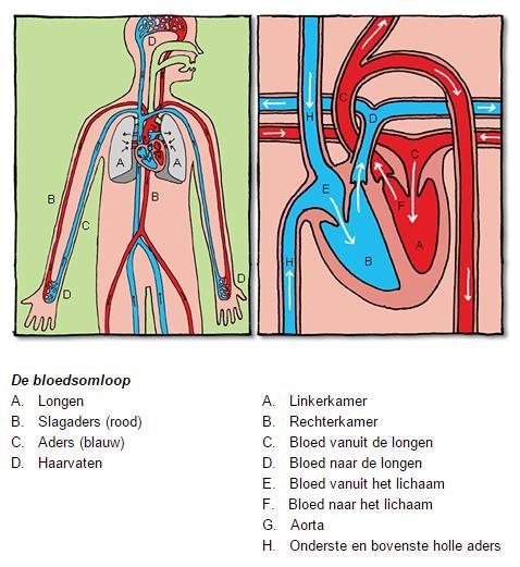 Figuur 12 Aan de hand van figuur 12 wordt de bloedsomloop nog even kort op een rijtje gezet. In de figuur wordt met rood zuurstofrijk bloed aangegeven en met blauw zuurstofarm bloed.