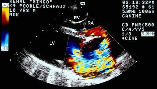 Deze worden op het scherm weergeven in wit (figuur 22). Zo kan de cardioloog bijvoorbeeld nagaan of de hartkleppen goed openen en sluiten.