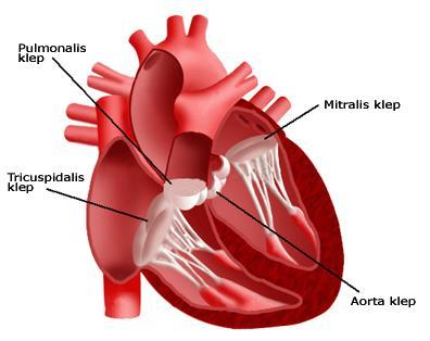 hart naar de benen vervoert. Door het samentrekken van de linkerkamer wordt er dus bloed vanaf het hart naar het gehele lichaam gepompt via de aorta en vertakkingen.