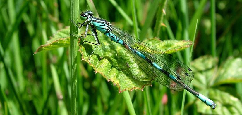 Observations exceptionelles en France de Forcipomyia (Pterobosca) paludis (Macfie), parasite des ailes de Libellules (Diptera, Ceratopogonidae et Odonata).