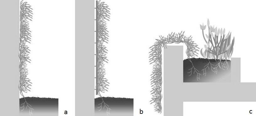 worden opgedeeld in directe begroening (E. traditional green façades), afstandsbegroening (E. double skin green façades) en hangende begroening (Fig. 1.