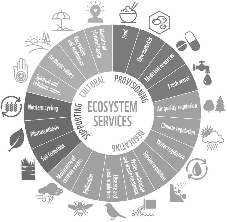 Figuur 1.6: Verschillende ecosysteemdiensten van natuurlijke ecosystemen opgedeeld in vier categorieën: ondersteunende (E. supporting), voorzienende (E. provisioning), regulerende (E.