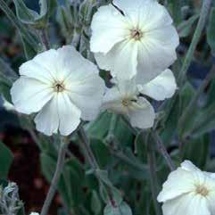 Siertabak Lychnis