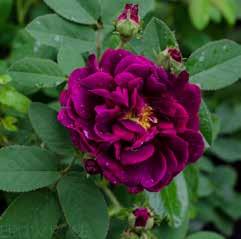 roos Rudbeckia