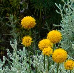 salie Tagetes erecta