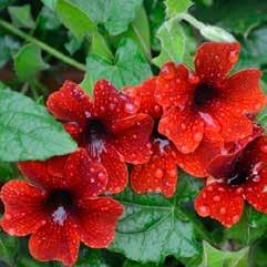 Tropaeolum majus Hermine