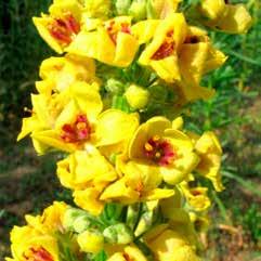 rotundifolia Mexicaanse