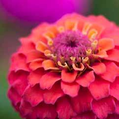 Carpet Zinnia Zinnia