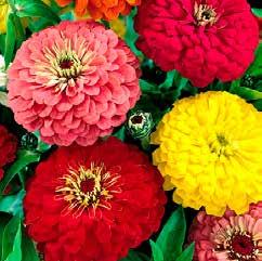 Zinnia Zinnia elegans