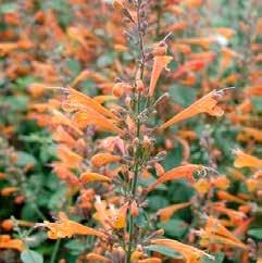 Aconitum lycoctonum Gele