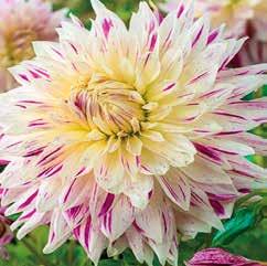 Dahlia Avignon