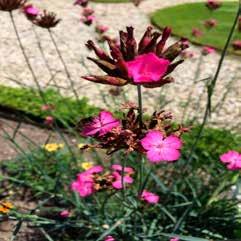 Dianthus