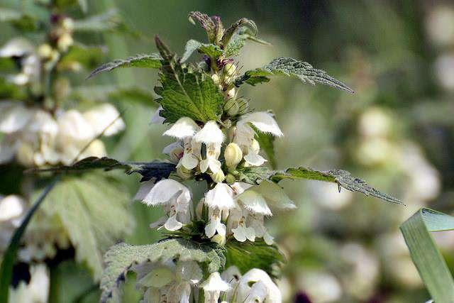 Witte dovenetel (Lamium album) Bloeimaanden: April, mei, juni, juli, augustus, september Standplaats: Licht zonnig Bodem: Voedselrijk Vocht: Vochtig Een mooie en sterke vaste